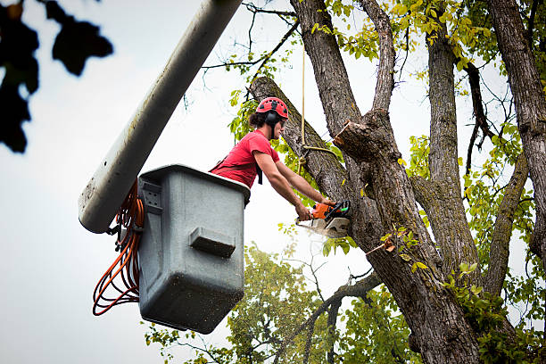 Trusted Palm Springs, CA Tree Services Experts